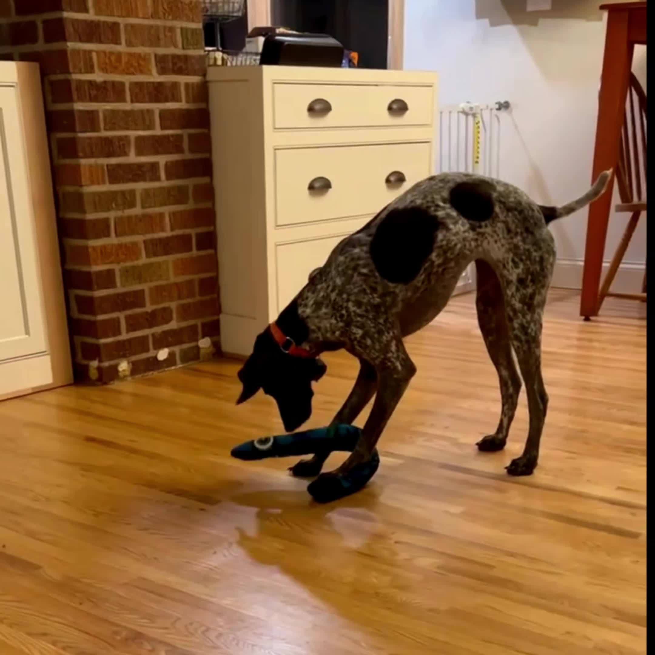 Big Eye Snake Plush Dog Toy πΆπ