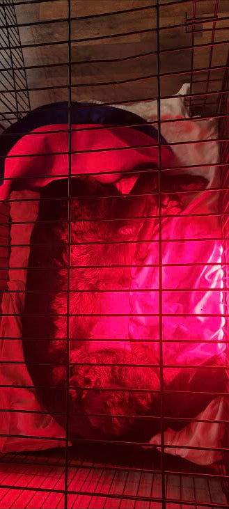 Red Light Therapy Full Body Pet Panel ๐ถ๐โโฌ๐ด