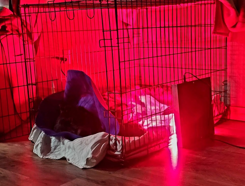 Red Light Therapy Full Body Pet Panel ๐ถ๐โโฌ๐ด