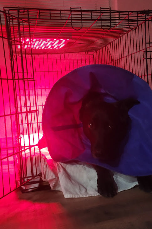 Red Light Therapy Full Body Pet Panel ๐ถ๐โโฌ๐ด