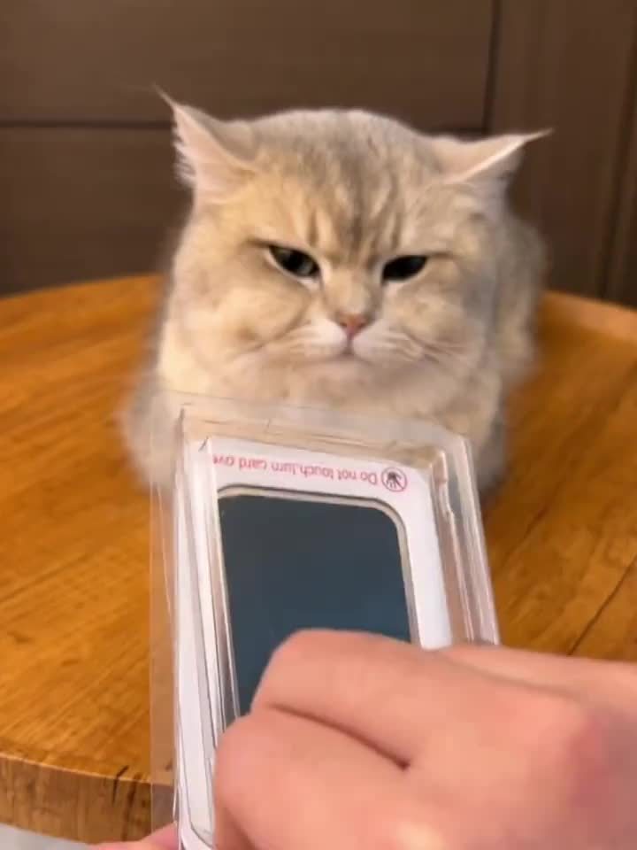 Pet Paw Precious Print Pad 🐾