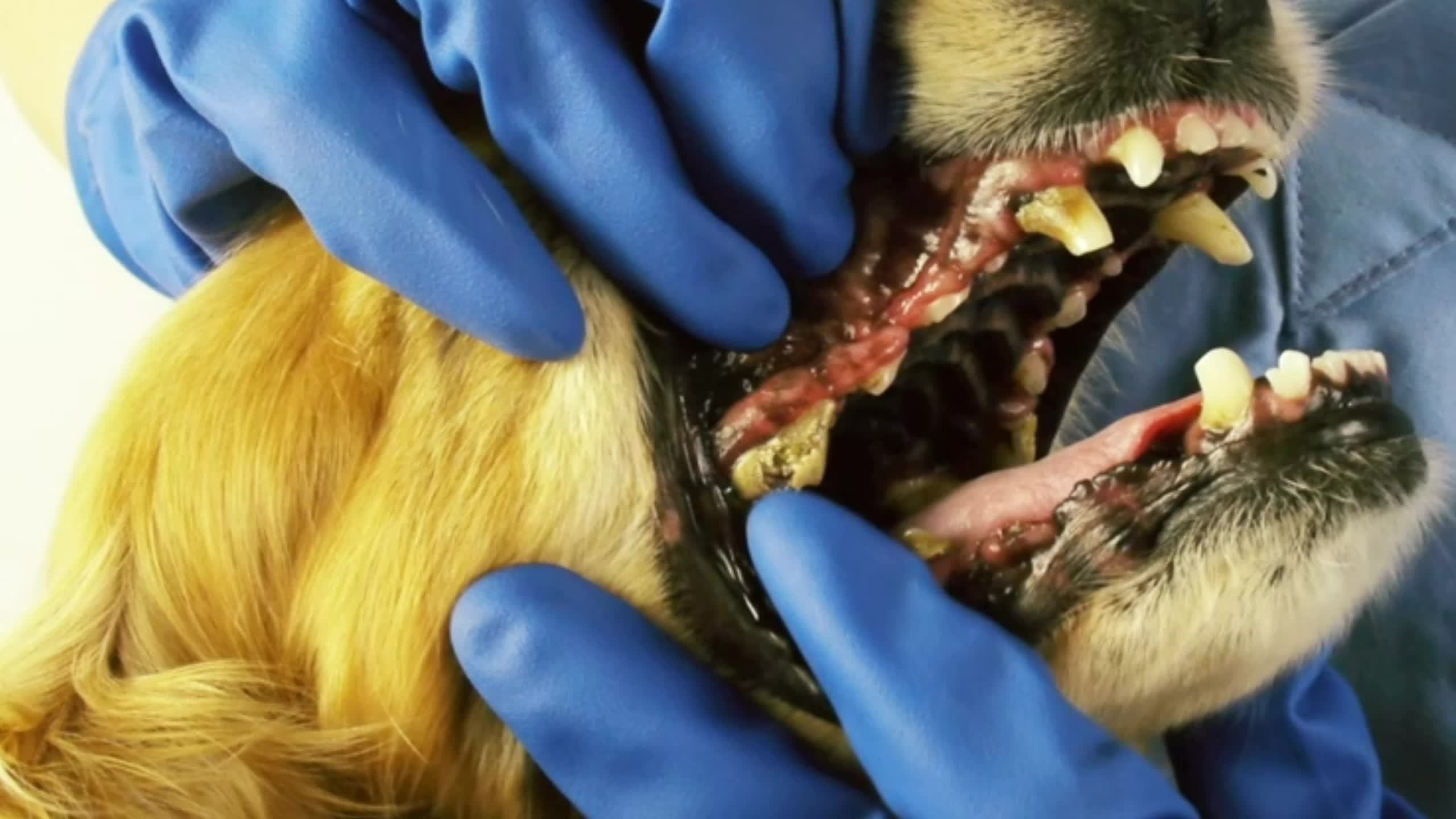 Pet Teeth Grinding & Chewing Stick 🐶🐱💚