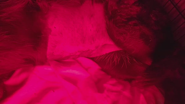 Red Light Therapy Full Body Pet Panel   🐶🐈‍⬛🔴