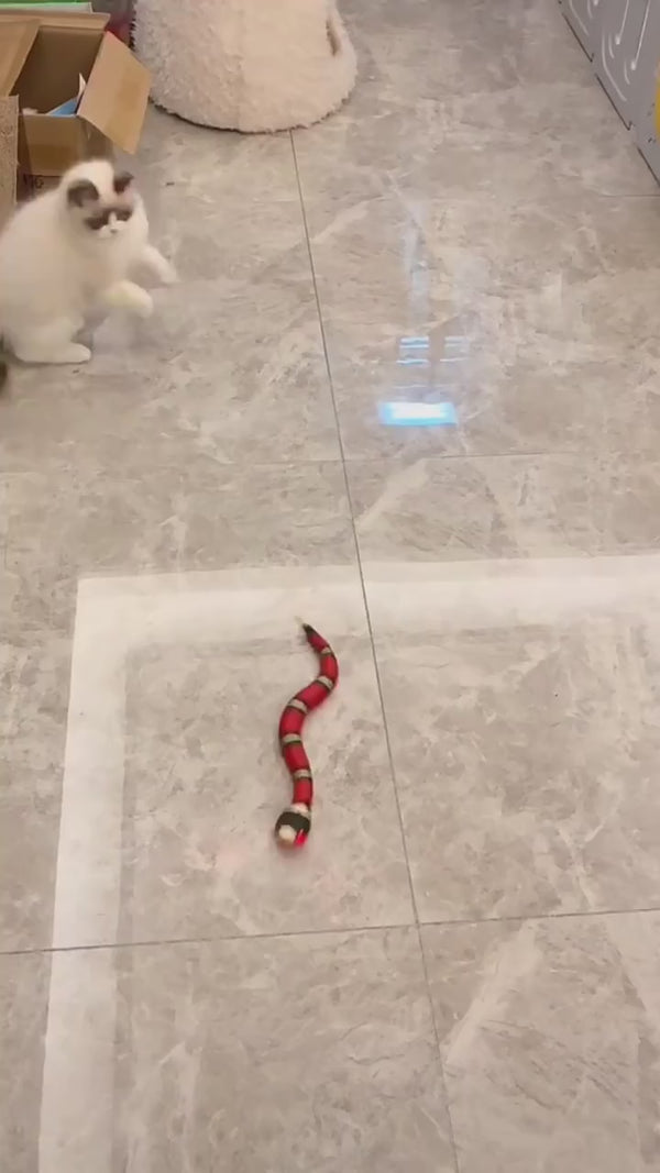 Smart Cat Snake 🐈‍⬛🐍